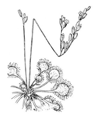 Drosera a foglie rotonde Drosera a foglie rotonde