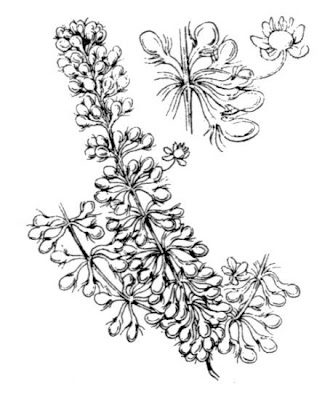 Aldrovanda Aldrovanda