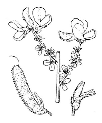 Adenocarpus telonensis