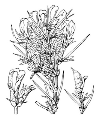 Echinospartum horridum