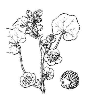 Cheeseweed mallow Cheeseweed mallow