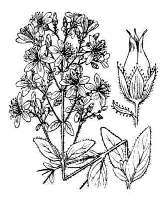 Hairy St. John's-wort