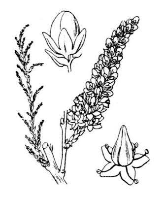 Tamarix africana,
African tamarisk,
saltcedar,
tamarisk,
tamarix,
Tamerici maggiore