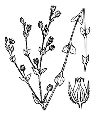 Arenaria serpillifolia Arenaria serpillifolia