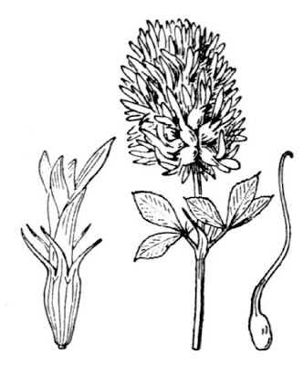 Arrow-leaf clover Arrow-leaf clover