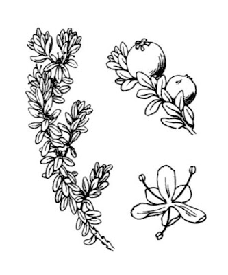 Black crowberry Black crowberry