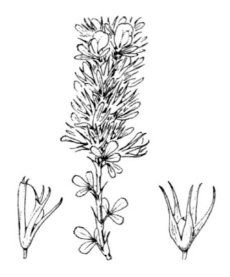 Ononide minutissima Ononide minutissima