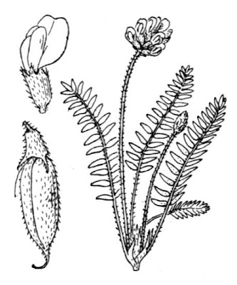 Astragalo dei Pirenei Astragalo dei Pirenei