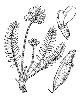 Astragalo di Gaudin