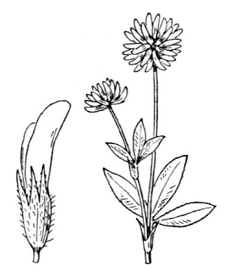 Mountain clover Mountain clover