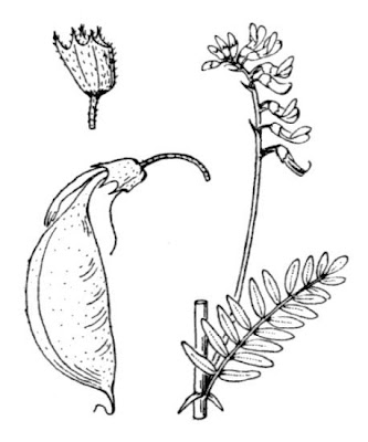Astragalus penduliflorus,
,
Astragalo giallo,
Mountain Lentil