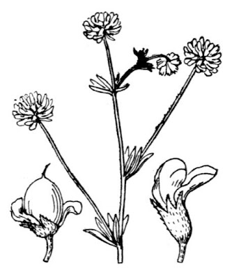 Dorycnium pentaphyllum subsp. pentaphyllum