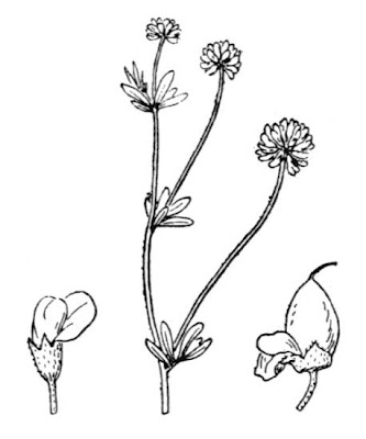 Dorycnium herbaceum,
,
Trifoglino legnoso