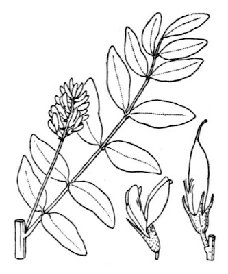 Alcaçuz Alcaçuz