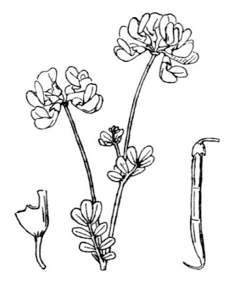 Cornetta minima Cornetta minima