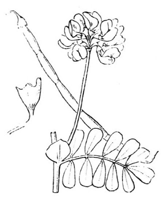 Cornetta di Valenza