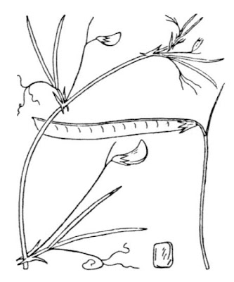 Cicerchia angolosa Cicerchia angolosa