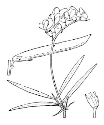 Cicerchia filiforme Cicerchia filiforme