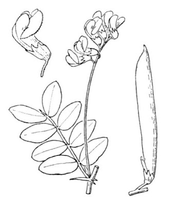 Cicerchia nera Cicerchia nera