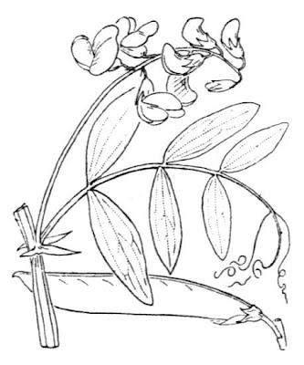 Cirrhose Vetch Cirrhose Vetch