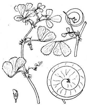 Erba medica orbicolare Erba medica orbicolare