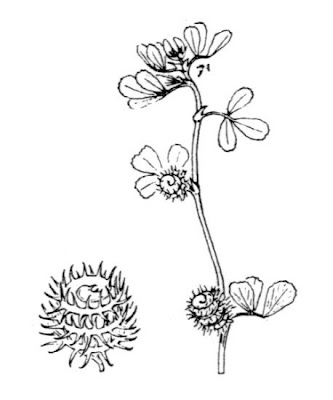 Italian Medick