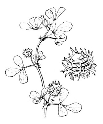 Barrel-clover Barrel-clover