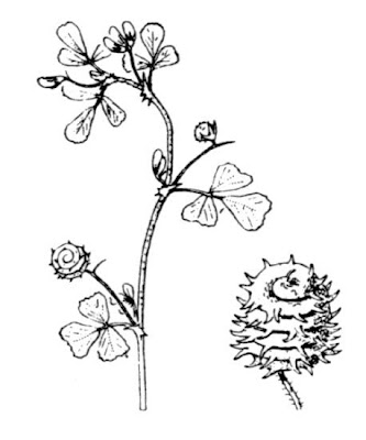 Field Medick