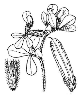 Fl�gelerbse
