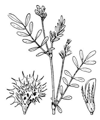 Cockscomb Sainfoin