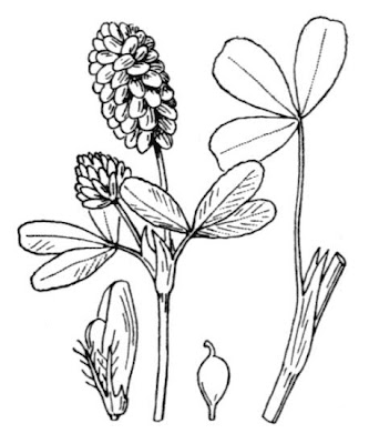 Brown moor clover Brown moor clover
