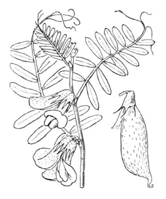Hungarian vetch Hungarian vetch