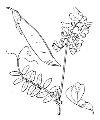 Wood vetch Wood vetch