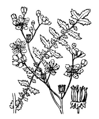Dropwort Dropwort