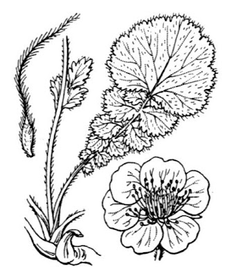 Alpine Avens Alpine Avens