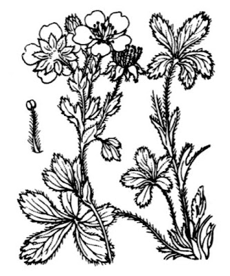 Lax Potentilla Lax Potentilla