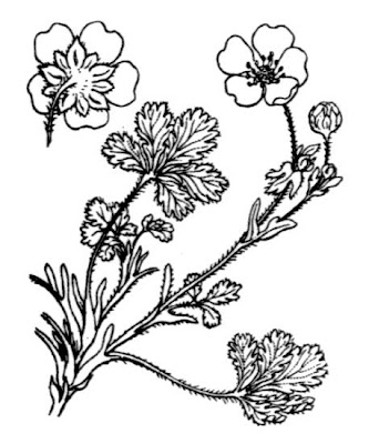 Grey Cinquefoil Grey Cinquefoil