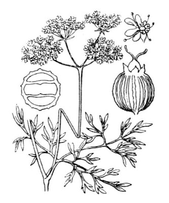 Chinese parsley
