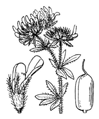 Dorycnium hirsutum var. hirsutum