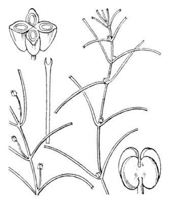 Gamberaja troncata