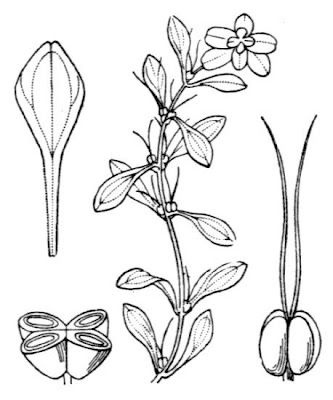 Gamberaja ottusa