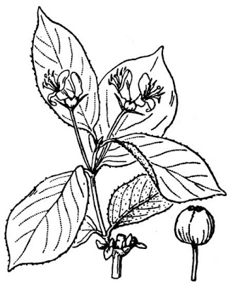 Ciliegia bastarda Ciliegia bastarda