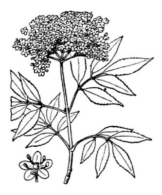Elder