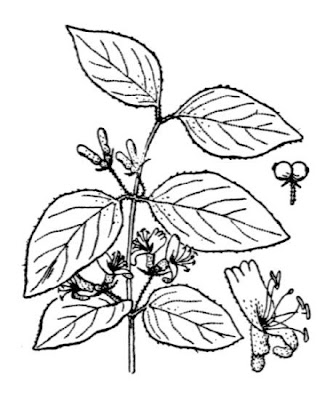 Lonicera xylosteum L.