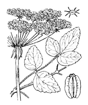 Broad Leaved Sermountain Broad Leaved Sermountain