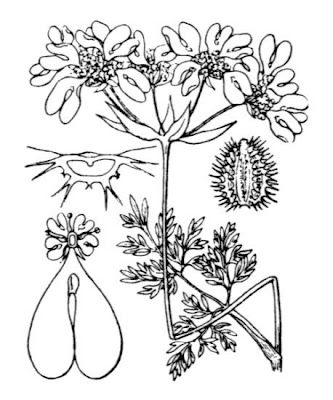 Lappola bianca