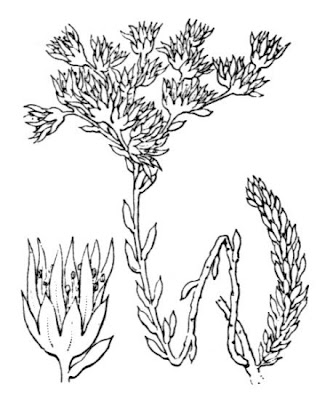 European stonecrop