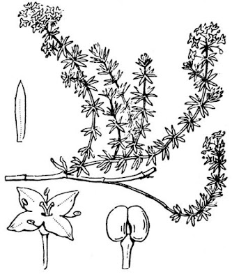 Galium arenarium