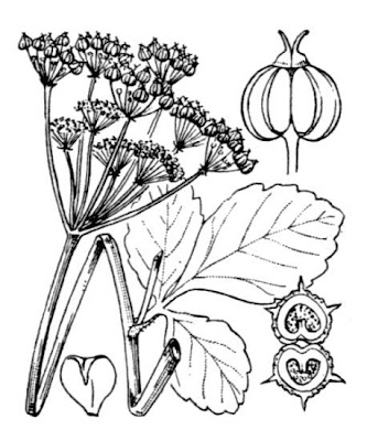 Alexanders Alexanders