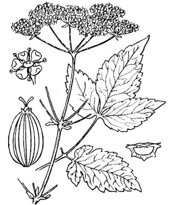 Angelica minore Angelica minore